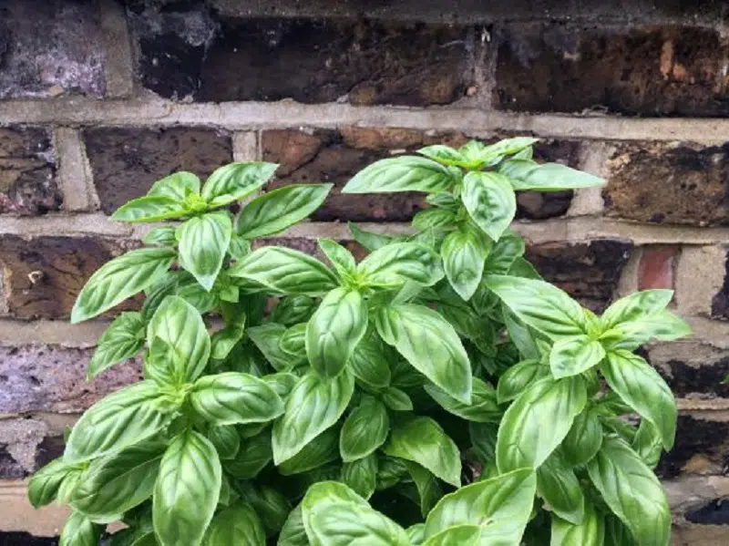 Où planter du basilic