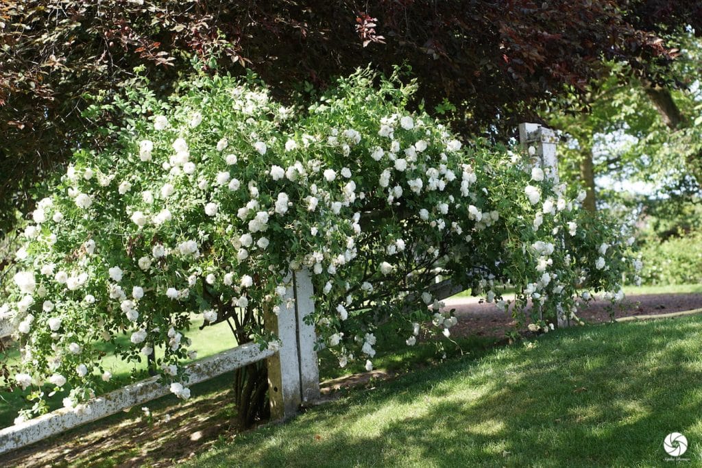 Comment faire pousser une tige de rosier avec une pomme de terre ? Cileo Habitat Comment faire pousser une tige de rosier avec une pomme de terre ? Cileo Habitat