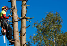 Abattage délicat et élagage raisonné : les services clés pour un jardin en pleine santé