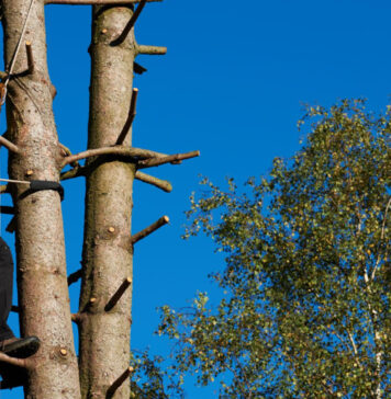 Abattage délicat et élagage raisonné : les services clés pour un jardin en pleine santé Abattage délicat et élagage raisonné : les services clés pour un jardin en pleine santé