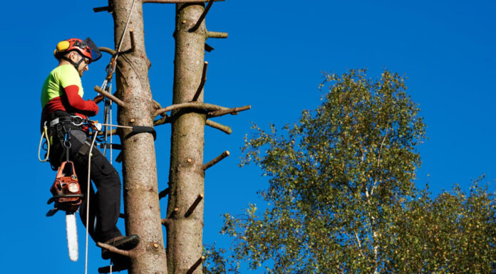 Abattage délicat et élagage raisonné : les services clés pour un jardin en pleine santé