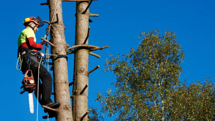 Abattage délicat et élagage raisonné : les services clés pour un jardin en pleine santé