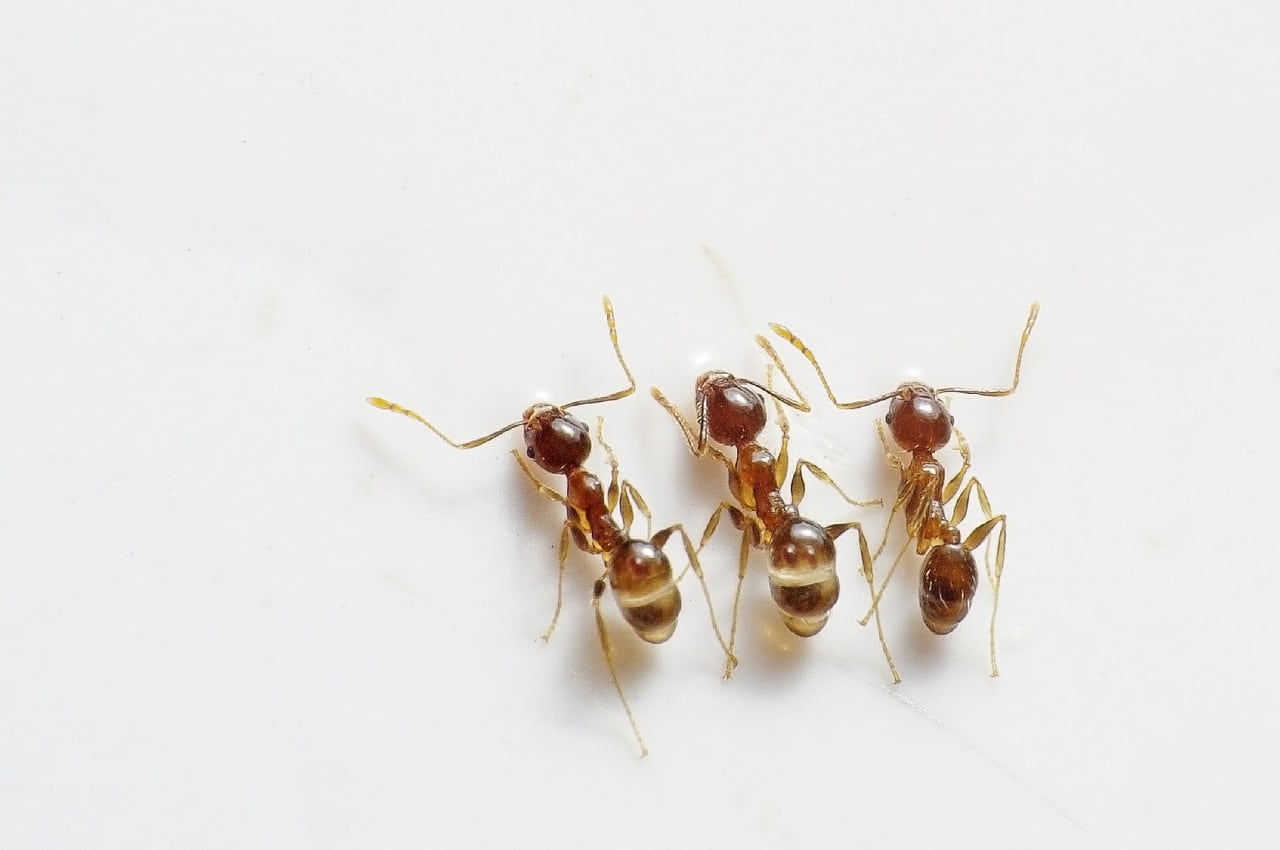 fourmis