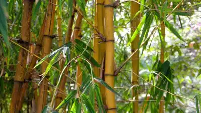 Bambou dans son jardin : ce qu'il faut savoir !