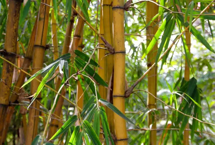 Bambou dans son jardin : ce qu'il faut savoir !