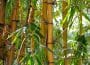 Bambou dans son jardin : ce qu'il faut savoir !