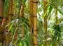 Bambou dans son jardin : ce qu'il faut savoir !