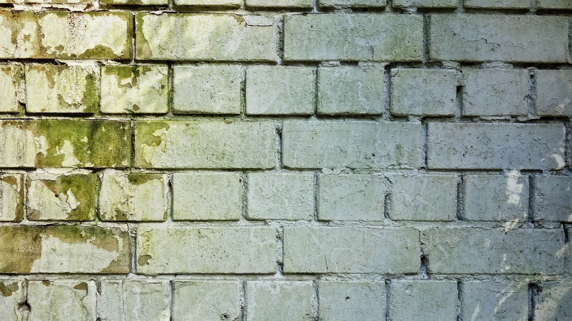 Comment se débarrasser de la moisissure sur les murs ?