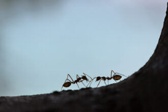 Présence de fourmis à Auxerre : quand faut-il faire intervenir un professionnel ?